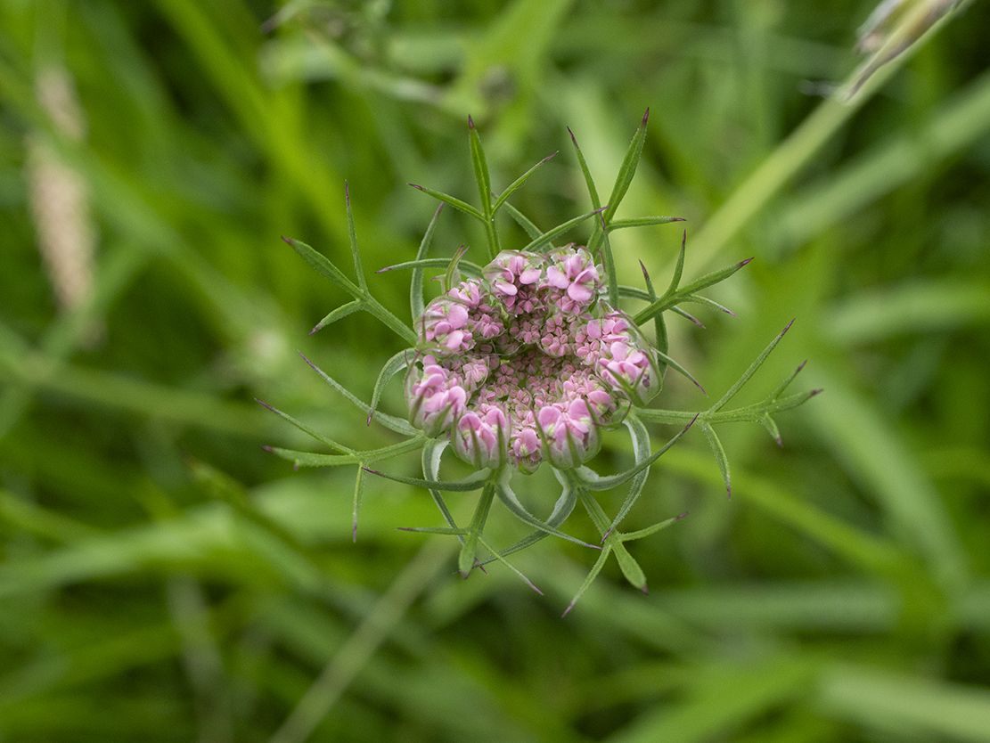 IMAGES\Wilde Peen (Daucus carota)\P1280212_sm.jpg